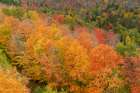 USA, Minnesota, Superior National Forest. Autumn forest colors. Art Print